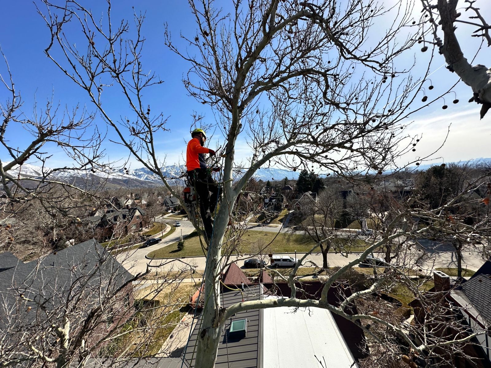 Sterling arborist working in a tree above a Utah neighborhood